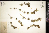 Ranunculus aquatilis var. diffusus image