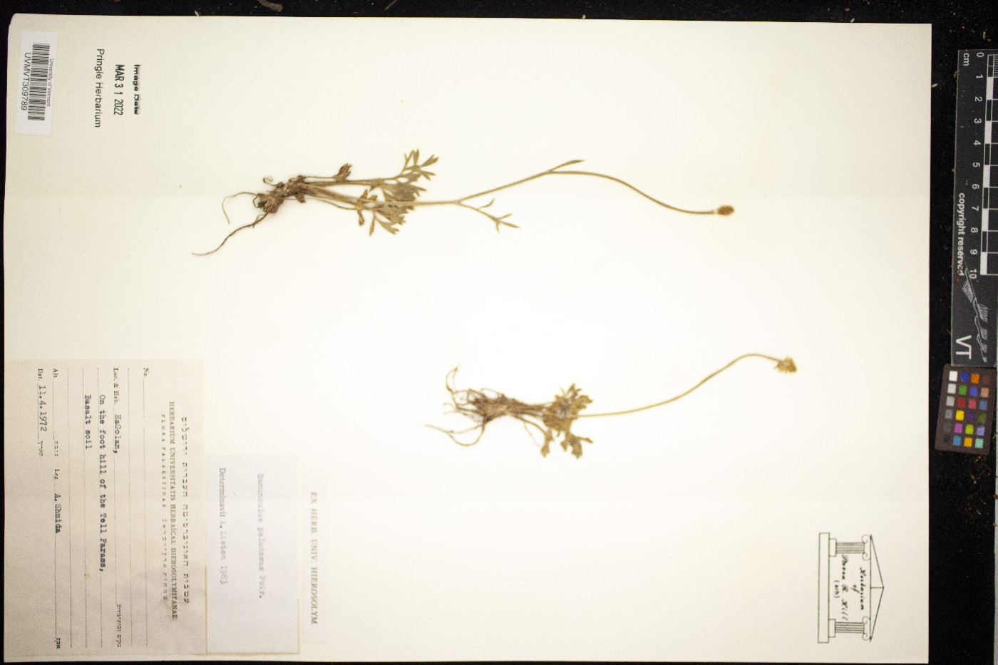 Ranunculus paludosus image
