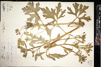 Ranunculus sceleratus image