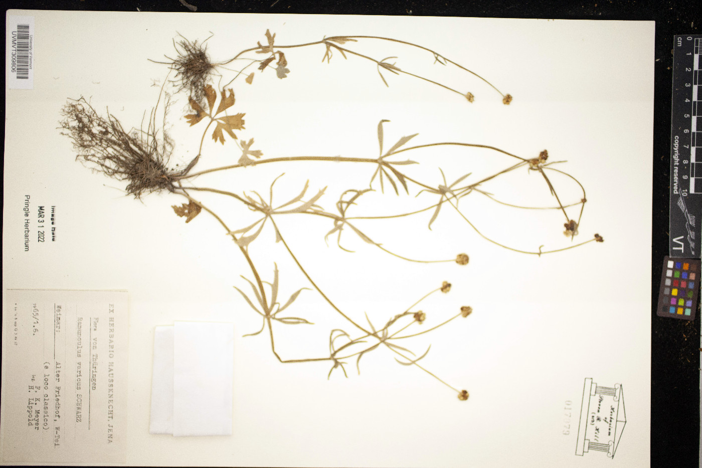 Ranunculus varicus image