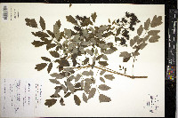 Thalictrum pubescens image