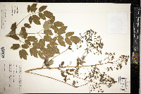 Thalictrum amphibolum image