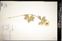 Trollius laxus image