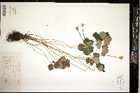 Media resource of Trollius ranunculoides