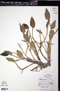 Heteranthera limosa image
