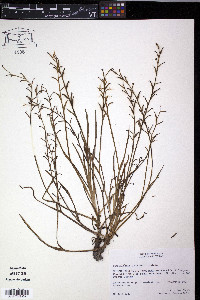 Heteranthera mexicana image