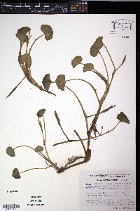 Heteranthera reniformis image