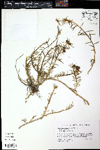 Claytonia perfoliata image