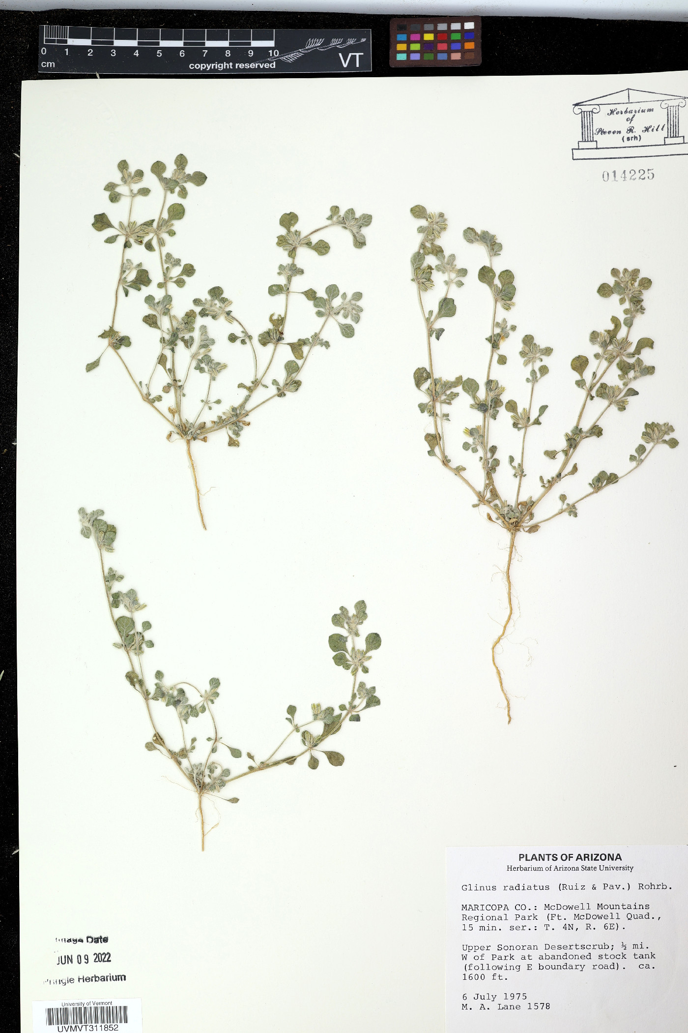 Portulaca grandiflora image
