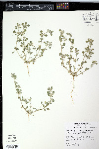 Portulaca grandiflora image