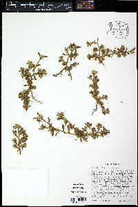 Portulaca pilosa image