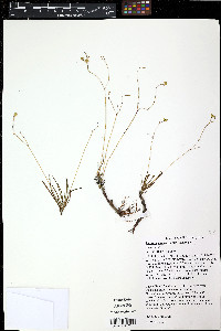Portulaca pilosa image