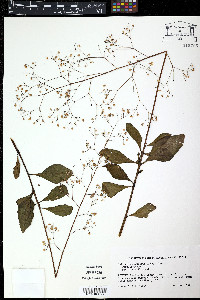 Phemeranthus parviflorus image