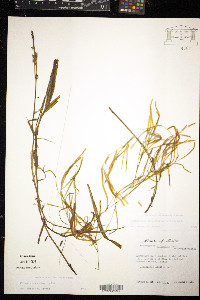 Potamogeton obtusifolius image