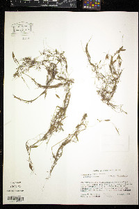 Potamogeton vaseyi image