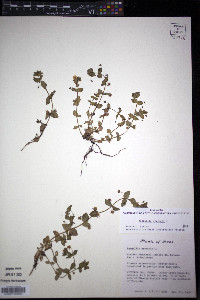 Lysimachia arvensis image