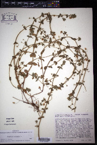 Lysimachia arvensis image