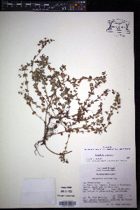 Lysimachia arvensis image