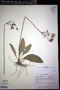 Dodecatheon meadia image