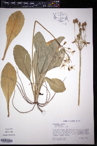 Dodecatheon meadia image
