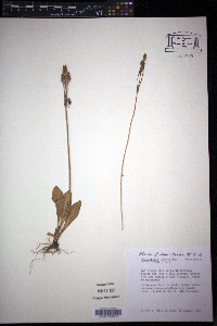Dodecatheon pulchellum image