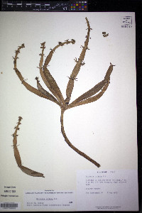 Hottonia inflata image