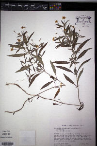 Lysimachia lanceolata image