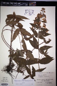 Lysimachia vulgaris image