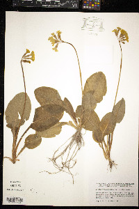 Primula elatior image