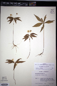 Trientalis borealis image