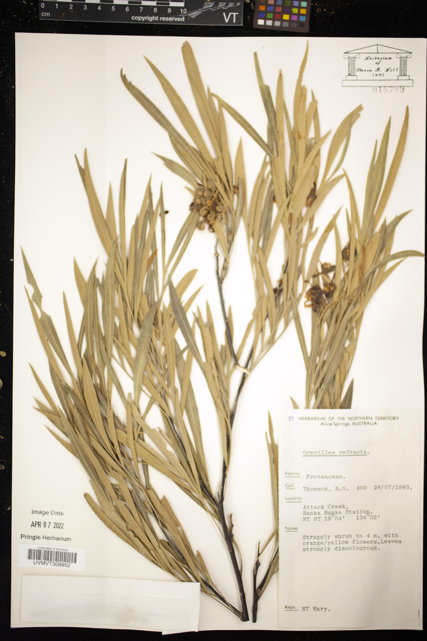 Grevillea refracta image