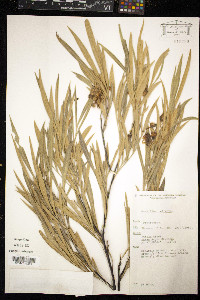 Media resource of Grevillea refracta