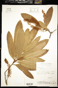 Panopsis rubescens image