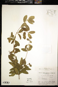 Punica granatum image