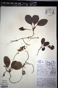 Pyrola elliptica image