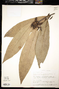Quiina longifolia image