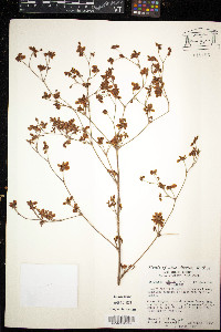 Eriogonum alatum image