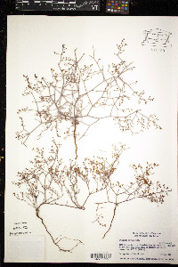 Eriogonum cernuum image