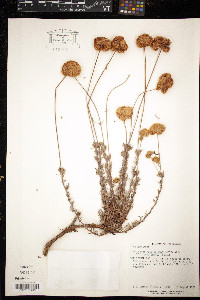 Eriogonum fasciculatum image