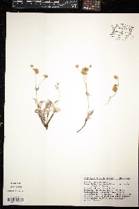 Eriogonum jamesii var. undulatum image