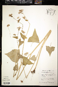 Fagopyrum esculentum image