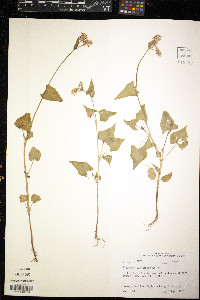 Fagopyrum esculentum image