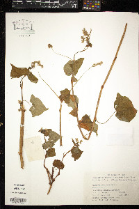 Fagopyrum esculentum image