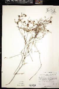 Harfordia macroptera image