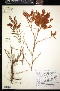 Polygonella americana image