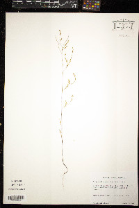Polygonella gracilis image