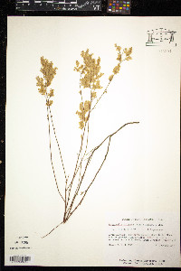 Polygonella polygama image