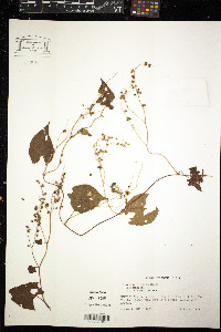 Fallopia cilinodis image