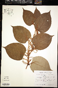 Reynoutria japonica image