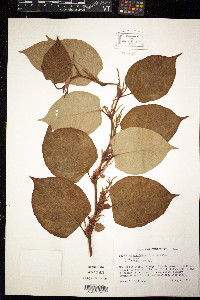 Reynoutria japonica image